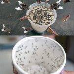 How to Keep Bugs Out of Your Kitchen Naturally