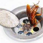 6 Simple Tips to Banish Cockroaches from Your Pipes
